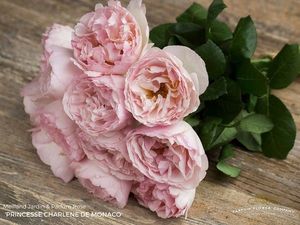 ROSE CHARLENE DE MONACO 50